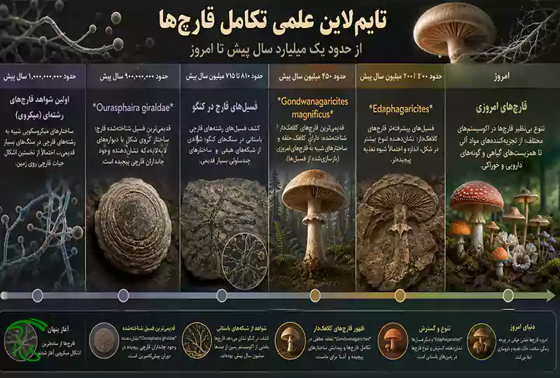 خط زمانی تکامل قدیمیترین قارچهای جهان از یک میلیارد سال پیش تا امروز