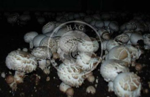 بیماری های فیزیولوژیکی قارچ و اقلیم سالن پرورش