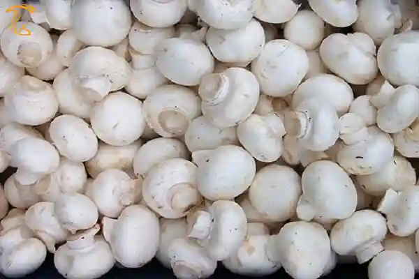 قارچ طلای سفید