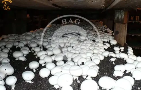 کشت قارچ در ایران