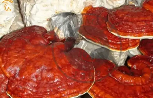 پرورش قارچ گانودرما در مشهد