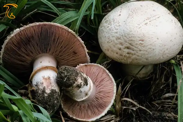 بررسی عوامل کيفی موثر بر قیمت قارچهای خوراکی