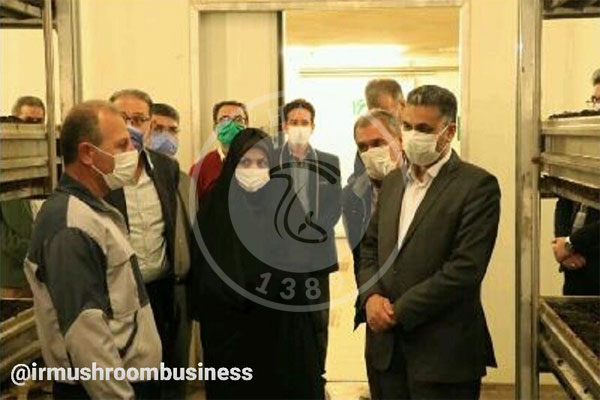 بازدید مشاور وزیر جهاد کشاورزی از واحد تولیدی قارچ در قزوین سرخط خبرهای قارچ سال 1399