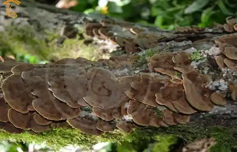 جمع آوری و شناسايی قارچ دارويی Phellinus conchatus
