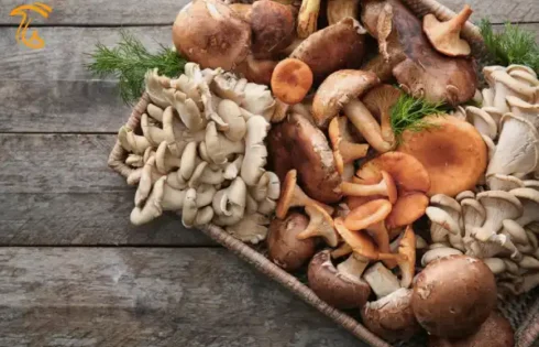 قارچ های خوراکی و دارویی پرمصرف