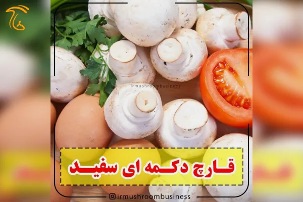 قارچ دکمه ای سفید خوراکی بیشترین مقدار و طرفدار در دنیا دارد