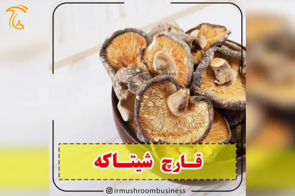 قارچ های خوراکی و دارویی پرمصرف شیتاکه در طب سنتی بسیار کاربرد دارد