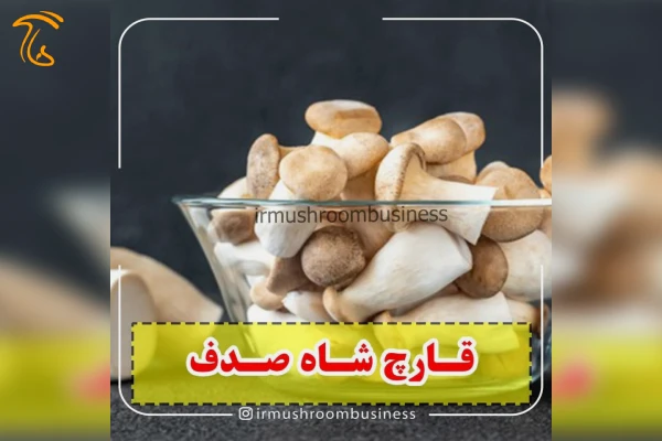 قارچ شاه صدف معروف به ارینجی استقبال بسیار در جهان دارد