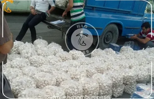 ده چالش‌ صنعت قارچ را بررسی کنید