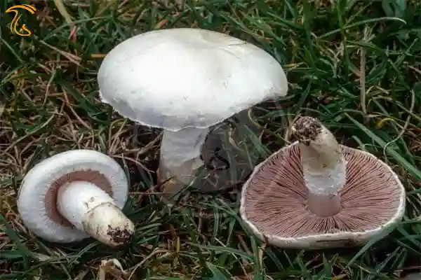 قارچ چمن زار
