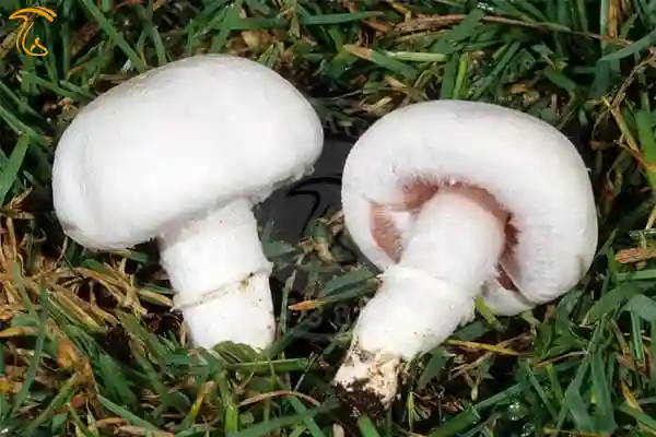 قارچ چمن زار