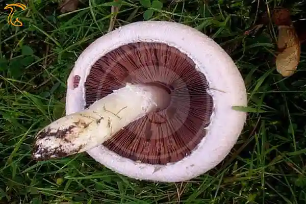 قارچ چمن زار