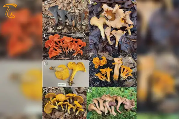 انواع مختلف قارچ پیاله ای