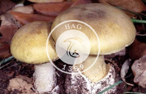قارچ سمی، قاتل خوراکی را بشناسید