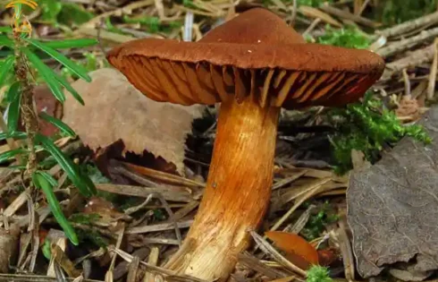 قارچ شبکه‌ای احمق