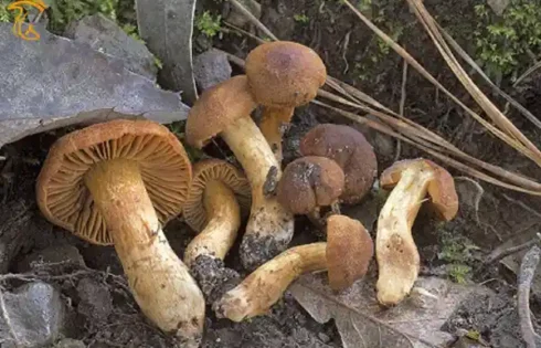 قارچ شبکه‌ای احمق