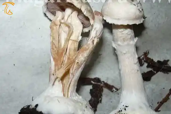 مومی شدن قارچ