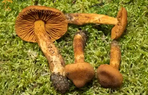 قارچ شبکه‌ای احمق