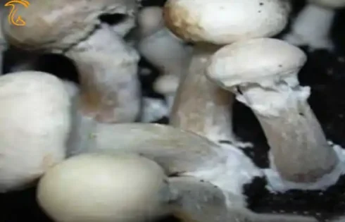 بیماری مومیایی قارچ
