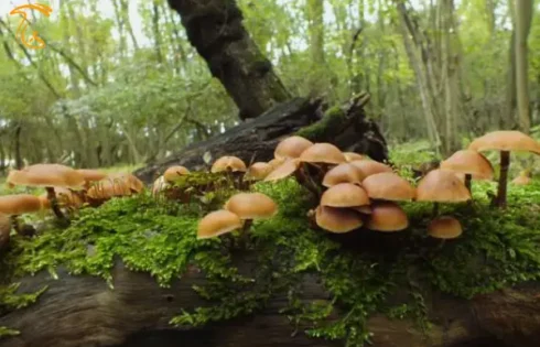 قارچ گالرینا Galerina mariginata
