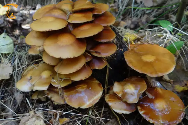 galerina marginata