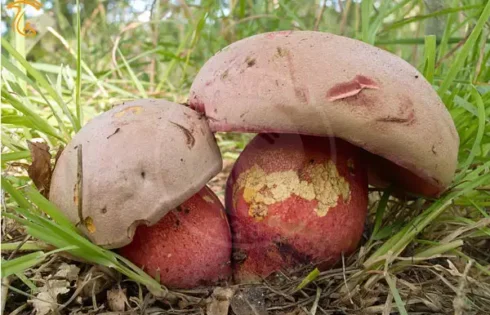 آشنایی کامل با قارچ روبروبولتوس‌ لگالی (Rubroboletus legaliae)