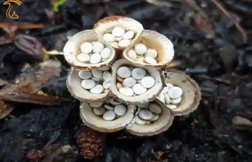 قارچ لانه پرنده ای