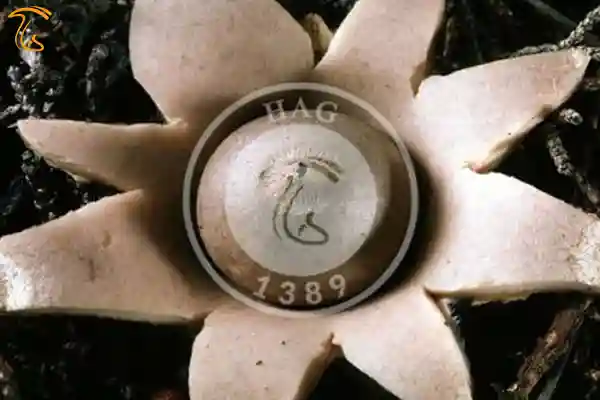 قارچ فندقی نوکدار