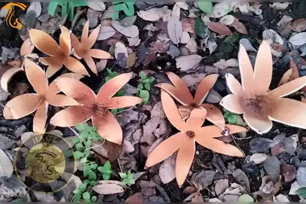 قارچ سیگار شیطان