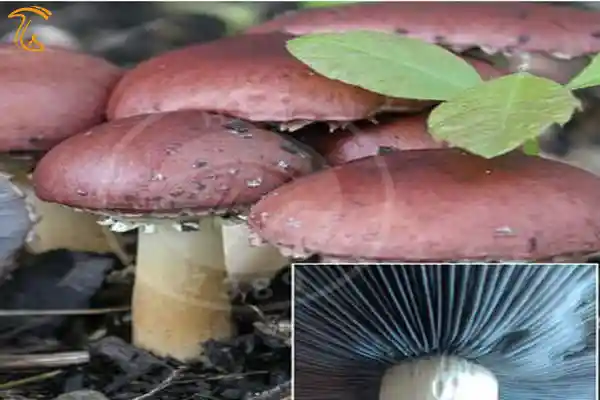 چگونگی پیدایش قارچ آگاریک