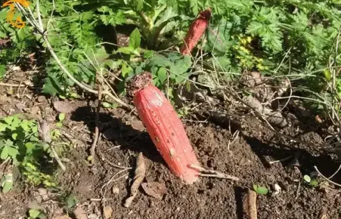 قارچ سیگار شیطان
