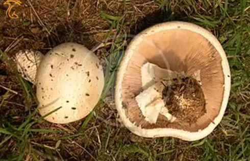 قارچ آگاریکوس ماکرواسپوروس  Agaricus macrosporus