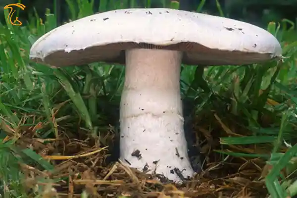 آگاریک بیسپورس