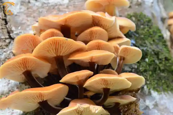 قارچ فلامولینل ولوتیپس