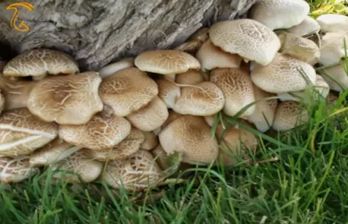 قارچ کوهی خوراکی