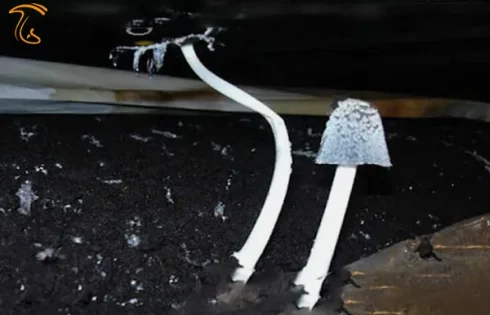 آشنایی با قارچ جوهری یا کاپرینوس Coprinus plicatilis
