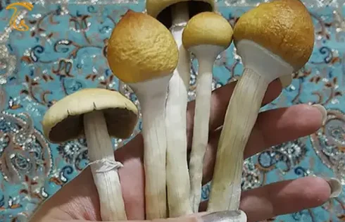 آشنایی اجمالی با قارچ گلدن تیچر ماشروم تیچر