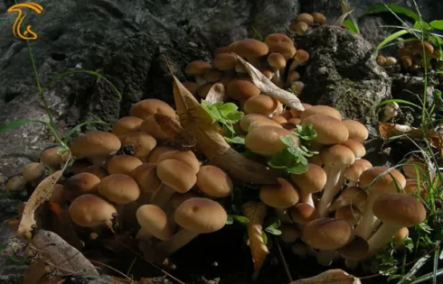 قارچ اگروسیبه اگریتا، Agrocybe aegerita به افراگوشگ(قارچ افرا)