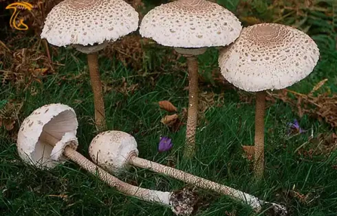قارچ ماکرولپیوتا قارچ پارازول(macrolepiota)