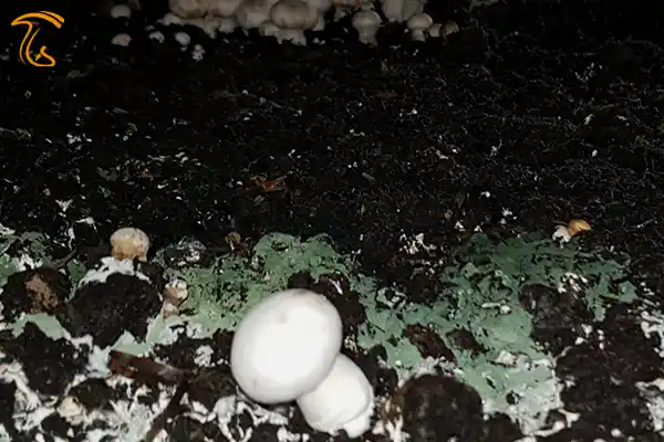 کپک سبز در کمپوست قارچ