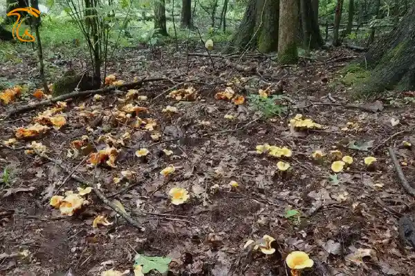 جنگلهای هیرکانی مملو از Cantharellus cibarius