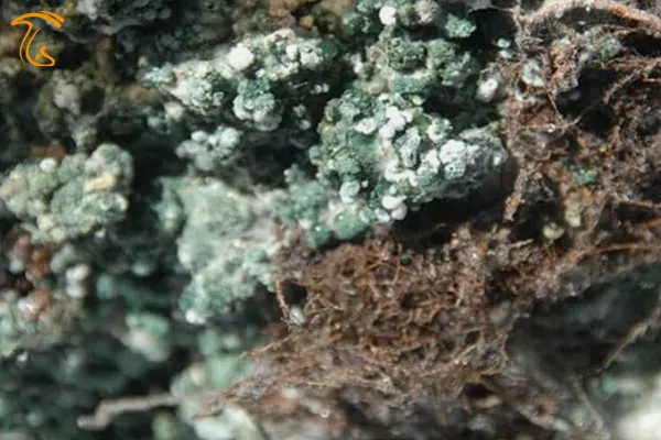 آشنایی کامل با کپک سبز ترایکودرما + روش جلوگیری کپک سبز در کمپوست قارچ