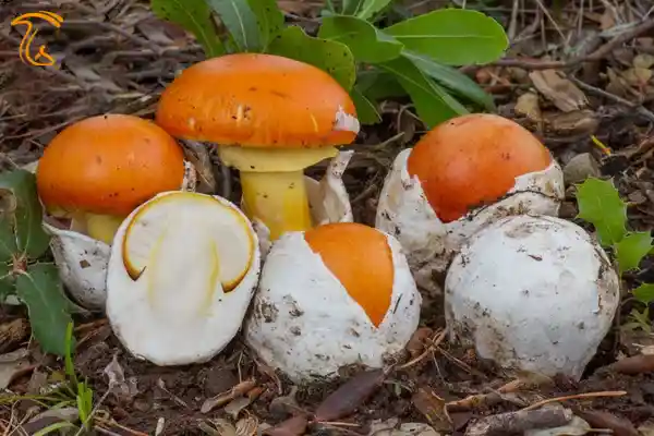 قارچ مرغانه میش Amanita caesarea