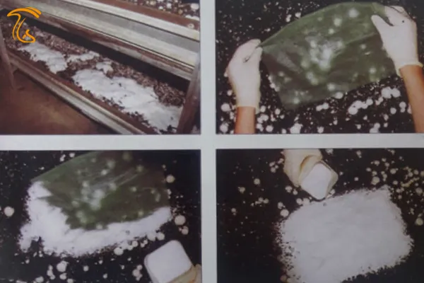 رشد تریکودرما در کمپوست | کپک سبز در کمپوست قارچ