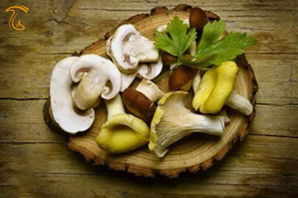انواع قارچ پرورشی و خوراکی