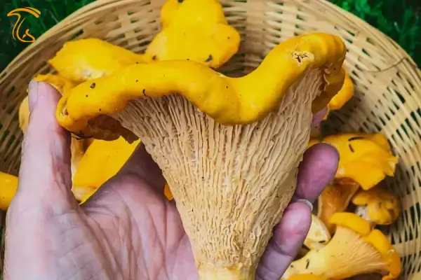 یک نمونه بزرگ چانترل زرد کیجا قارچ مازندران