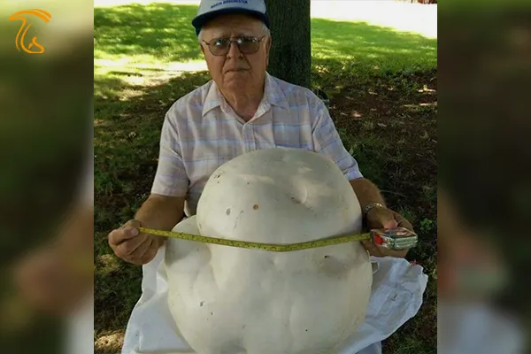 قارچ پوف بال