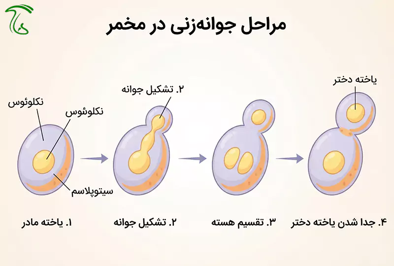 مراحل جوانهزنی در مخمر نانوایی (قارچ تکیاختهای)