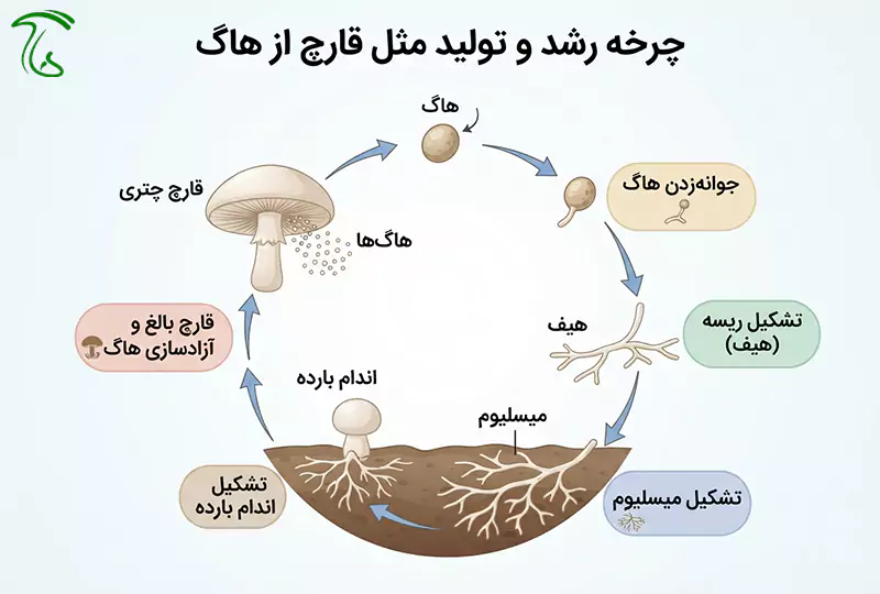 نمودار چرخه رشد و تولید مثل قارچ از هاگ