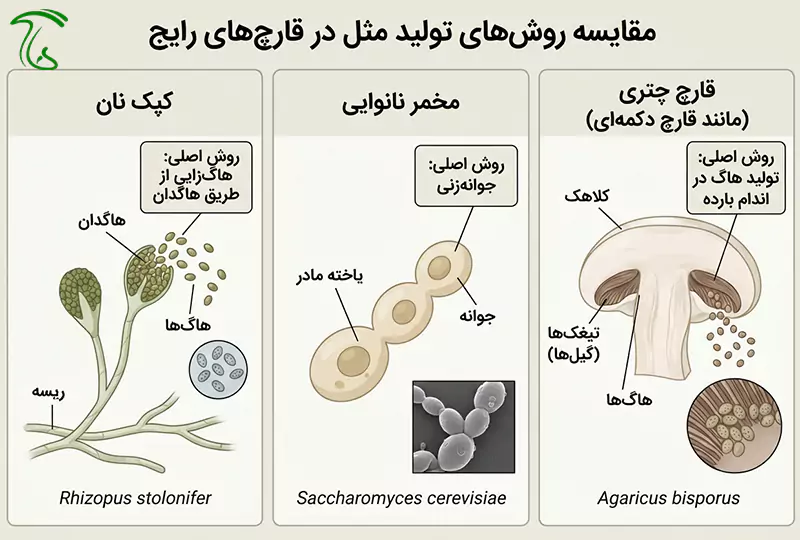 مقایسه روشهای تکثیر در سه نمونه قارچ